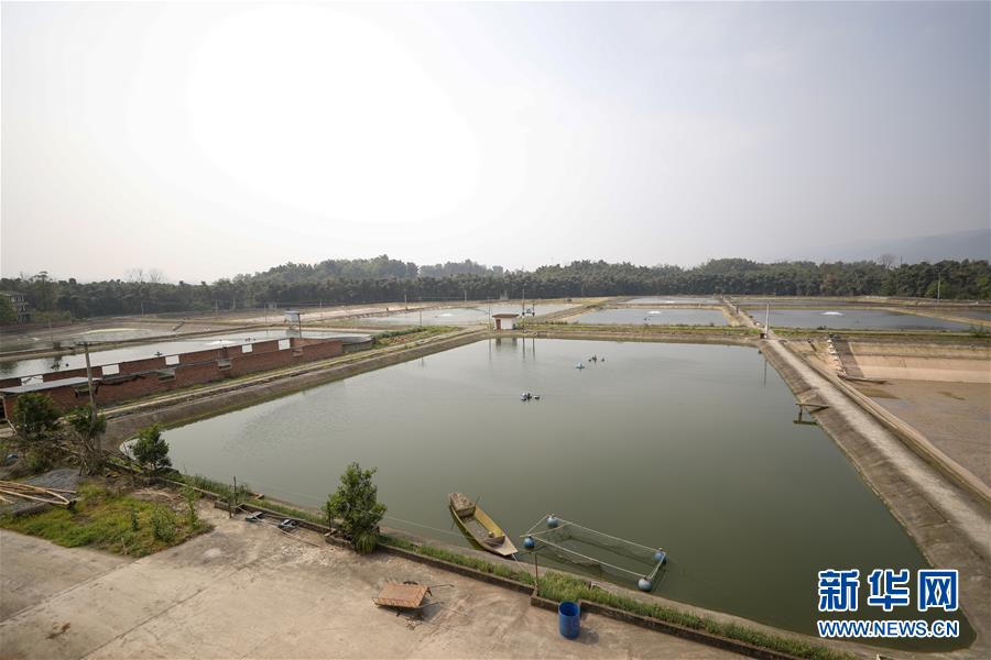 （圖文互動）（6）疏通產(chǎn)業(yè)鏈堵點 保障&ldquo;菜籃子&rdquo;供應(yīng)&mdash;&mdash;重慶養(yǎng)殖大區(qū)力促養(yǎng)殖業(yè)補(bǔ)損復(fù)產(chǎn)