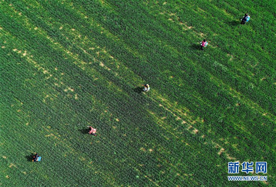 （新華全媒頭條&middot;圖文互動(dòng)）（5）春天，匯聚復(fù)蘇的力量&mdash;&mdash;寫在2020年首季中國經(jīng)濟(jì)收官之際