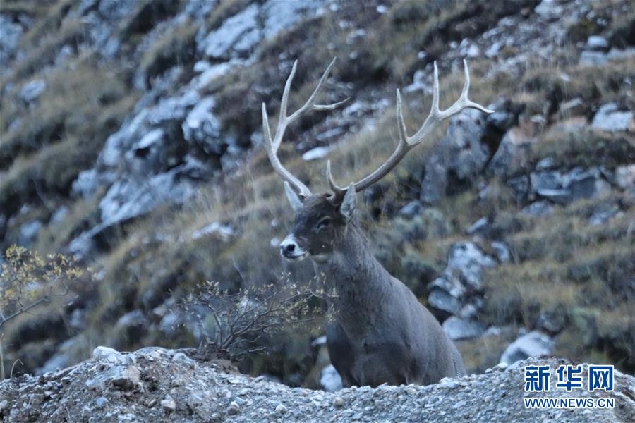 (玉樹地震10周年·圖文互動(dòng))(2)牧民才仁尼瑪?shù)?ldquo;科研”人生