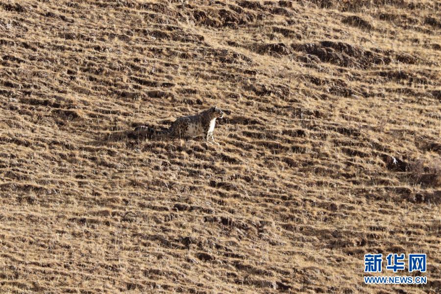 (玉樹地震10周年·圖文互動(dòng))(1)牧民才仁尼瑪?shù)?ldquo;科研”人生