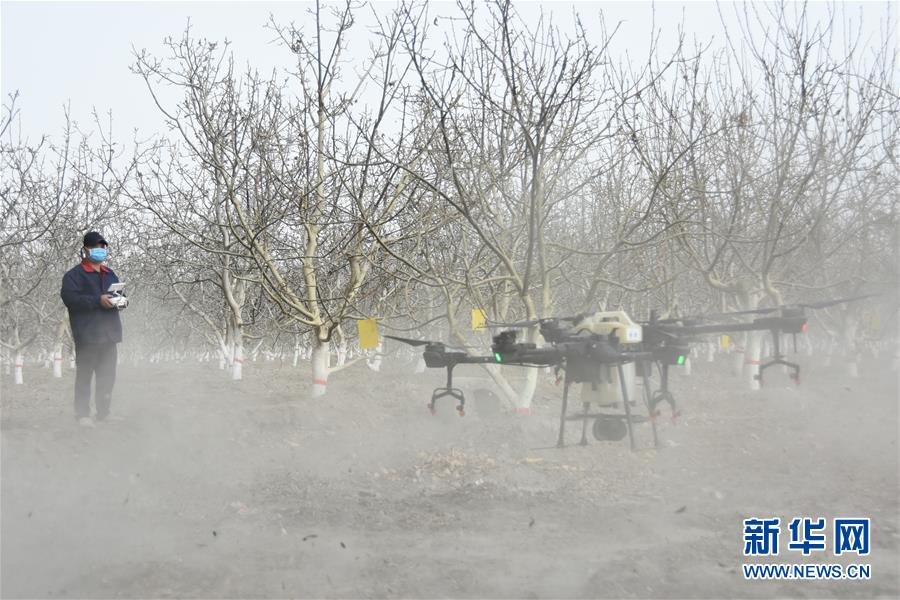 （決戰(zhàn)決勝脫貧攻堅&middot;圖文互動）（1）南疆林果合作社百人技術(shù)隊的&ldquo;核桃雄心&rdquo;