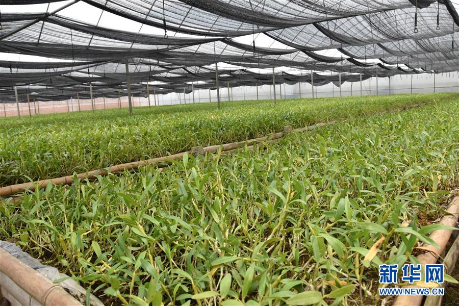 （決戰(zhàn)決勝脫貧攻堅(jiān)&middot;圖文互動(dòng)）（1）這個(gè)脫貧縣的石頭為何比土金貴？