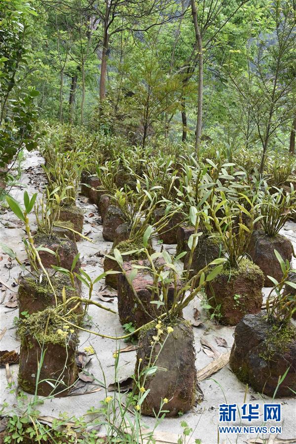 （決戰(zhàn)決勝脫貧攻堅(jiān)&middot;圖文互動(dòng)）（3）這個(gè)脫貧縣的石頭為何比土金貴？