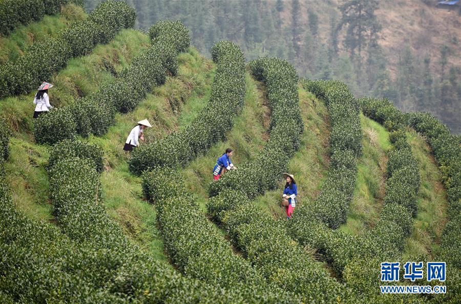 （決戰(zhàn)決勝脫貧攻堅(jiān)&middot;圖文互動(dòng)）（3）田野&ldquo;變奏&rdquo;讓薄土&ldquo;生金&rdquo;&mdash;&mdash;貴州農(nóng)村產(chǎn)業(yè)革命助推脫貧攻堅(jiān)見聞