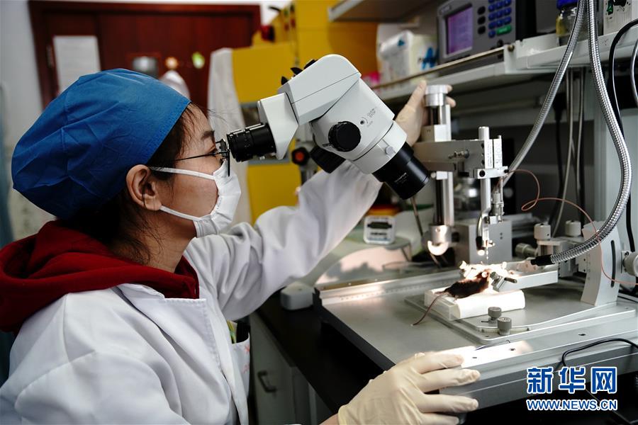 （圖文互動(dòng)）（2）攻擊行為如何被大腦控制？科學(xué)家在小鼠大腦中發(fā)現(xiàn)&ldquo;調(diào)節(jié)開(kāi)關(guān)&rdquo;