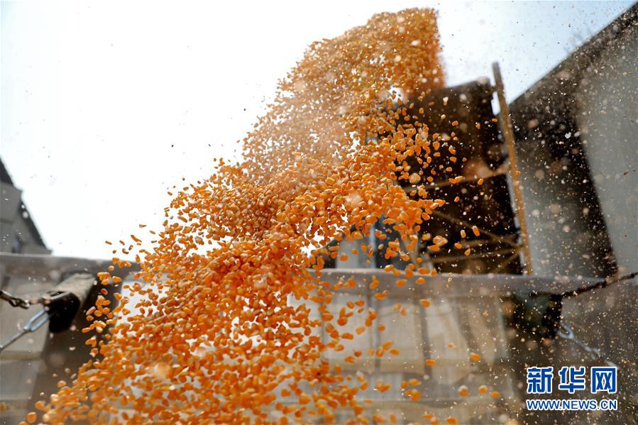 （在習近平新時代中國特色社會主義思想指引下&mdash;&mdash;新時代新作為新篇章&middot;習近平總書記關(guān)切事&middot;圖文互動）（8）春耕忙 信心足&mdash;&mdash;谷雨時節(jié)走馬東北直擊糧事