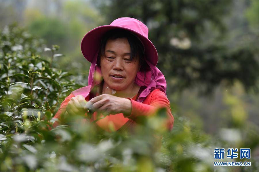 (新華全媒頭條·圖文互動)(2)紅土地上的“綠色減貧”決戰(zhàn)——大別山“將軍縣”金寨脫貧紀(jì)實(shí)