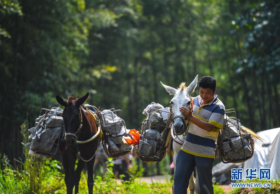 (決戰(zhàn)決勝脫貧攻堅(jiān)·圖文互動(dòng))(5)老余賣騾子