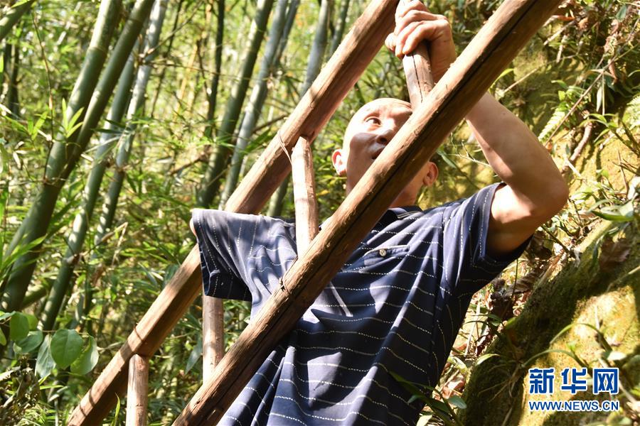 （新華全媒頭條&middot;圖文互動）（12）刺梨花開滿山紅&mdash;&mdash;記在貴州脫貧攻堅一線奮斗的殘疾人