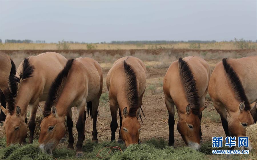(圖文互動)(4)新疆為普氏野馬瘦身強體