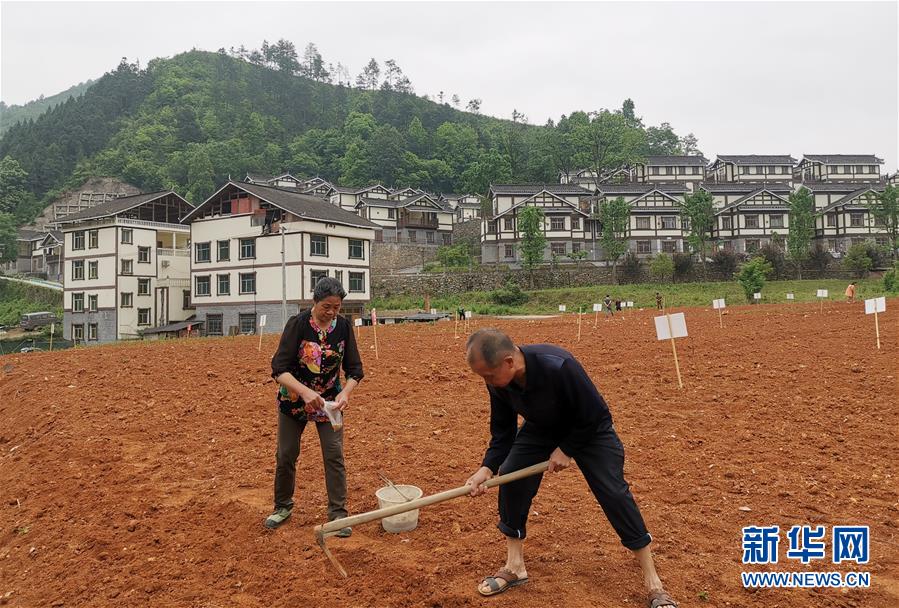 （決戰(zhàn)決勝脫貧攻堅(jiān)&middot;圖文互動）（1）一分菜園穩(wěn)&ldquo;心遷&rdquo;