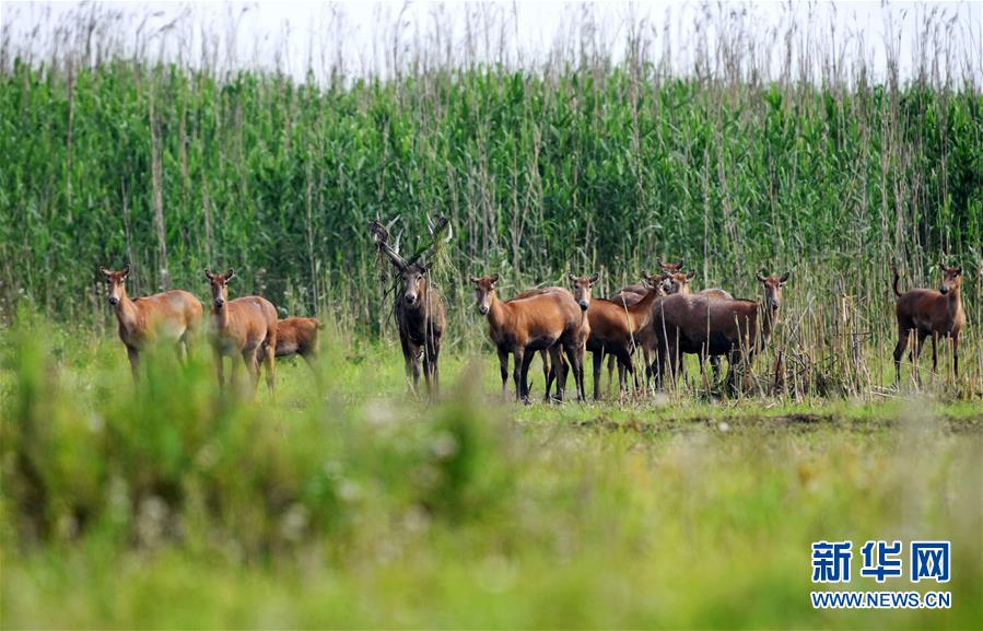 （新華全媒頭條&middot;圖文互動(dòng)）（9）大湖新歌&mdash;&mdash;我國(guó)兩大淡水湖全面生態(tài)修復(fù)進(jìn)行時(shí)