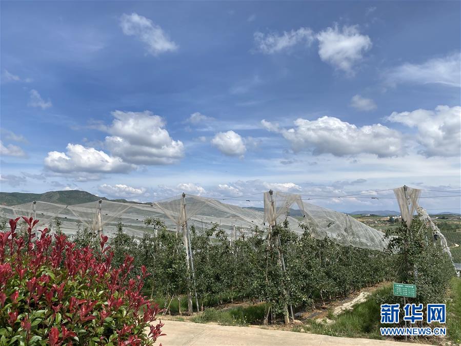 （決戰(zhàn)決勝脫貧攻堅&middot;圖文互動）（3）高原紅了，日子好了&mdash;&mdash;貴州海拔最高縣發(fā)展蘋果產(chǎn)業(yè)見聞
