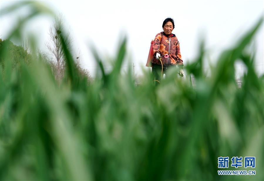 （在習(xí)近平新時代中國特色社會主義思想指引下&mdash;&mdash;新時代新作為新篇章&middot;習(xí)近平總書記關(guān)切事&middot;圖文互動）（4）食為政首&mdash;&mdash;穩(wěn)住農(nóng)業(yè)基本盤增添發(fā)展底氣