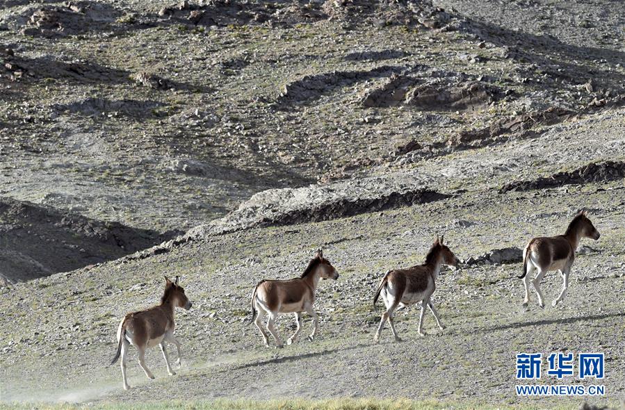 （在習(xí)近平新時(shí)代中國特色社會(huì)主義思想指引下&mdash;&mdash;新時(shí)代新作為新篇章&middot;習(xí)近平總書記關(guān)切事&middot;圖文互動(dòng)）（1）綠色映底蘊(yùn)，山水見初心&mdash;&mdash;生態(tài)優(yōu)先、綠色發(fā)展持續(xù)造福群眾美好生活