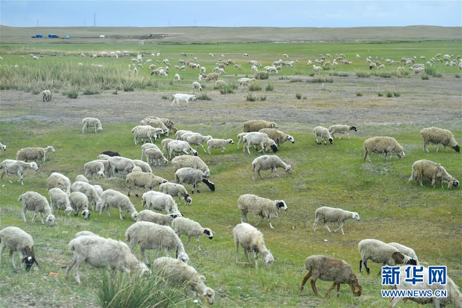 （走向我們的小康生活&middot;圖文互動(dòng)）（1）草原有了網(wǎng)，手機(jī)能放羊&mdash;&mdash;看呼倫貝爾大草原牧民生活變了樣 