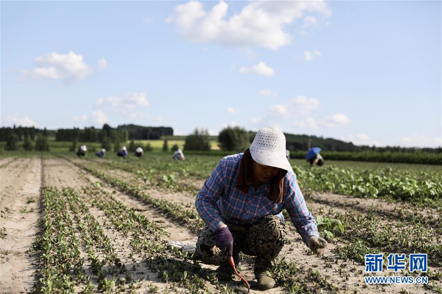 （決戰(zhàn)決勝脫貧攻堅&middot;圖文互動）（1）脫貧致富新&ldquo;良藥&rdquo;