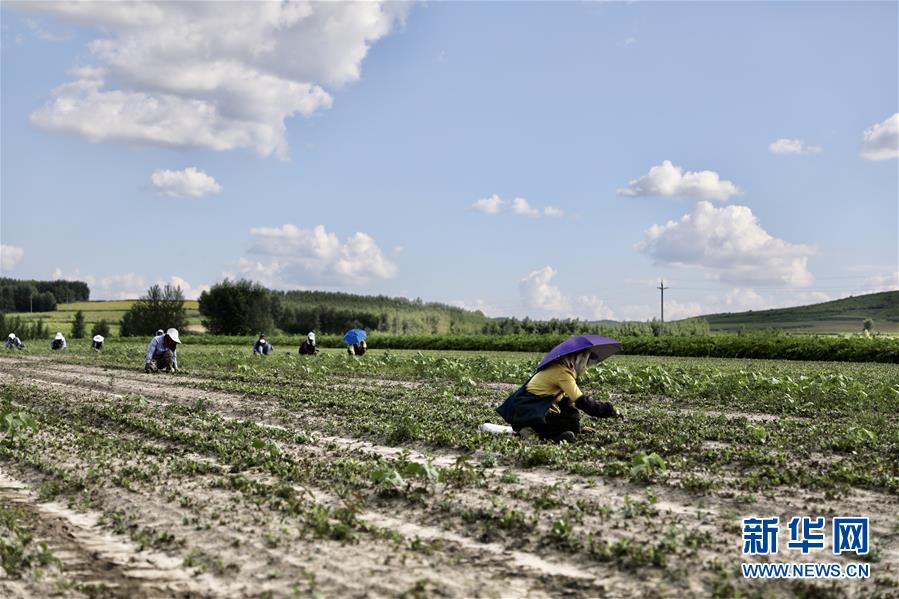 （決戰(zhàn)決勝脫貧攻堅&middot;圖文互動）（2）脫貧致富新&ldquo;良藥&rdquo;