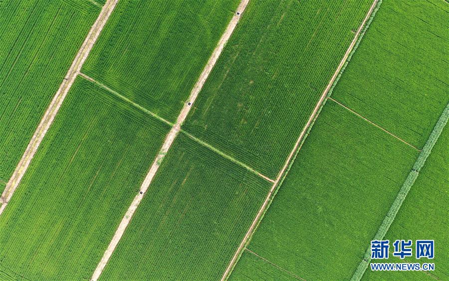 （新華全媒頭條&middot;走向我們的小康生活&middot;圖文互動）（15）&ldquo;南大荒&rdquo;變&ldquo;稻蟹鄉(xiāng)&rdquo;&mdash;&mdash;資源枯竭型城市盤錦的鄉(xiāng)村振興之路