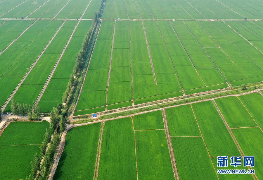 （新華全媒頭條&middot;走向我們的小康生活&middot;圖文互動）（6）&ldquo;南大荒&rdquo;變&ldquo;稻蟹鄉(xiāng)&rdquo;&mdash;&mdash;資源枯竭型城市盤錦的鄉(xiāng)村振興之路