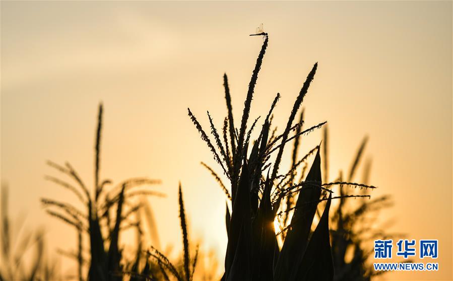 （在習近平新時代中國特色社會主義思想指引下&mdash;&mdash;新時代新作為新篇章&middot;習近平總書記關切事&middot;圖文互動）（1）為黑土加&ldquo;油&rdquo;&mdash;&mdash;&ldquo;耕地中的大熊貓&rdquo;，我們這樣保護