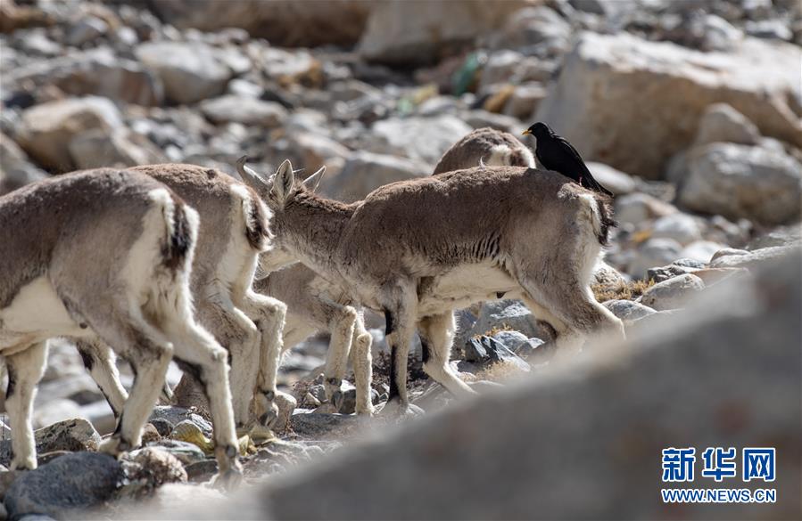 （圖文互動(dòng)）（3）&ldquo;最美第三極&rdquo;：筑起生態(tài)文明高地