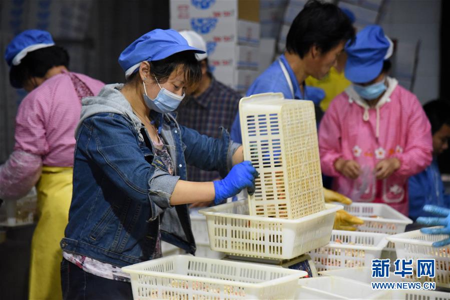 （走向我們的小康生活&middot;圖文互動）（6）長島漁民的扇貝喜事：從請客求人買到供不應(yīng)求