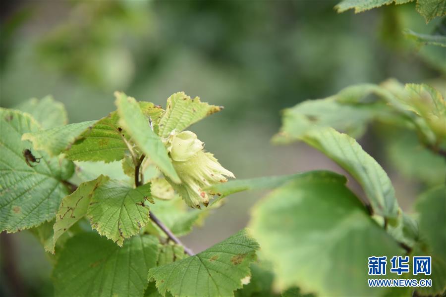 （決戰(zhàn)決勝脫貧攻堅(jiān)&middot;圖文互動(dòng)）（2）榛子樹(shù)結(jié)出&ldquo;扶貧果&rdquo;