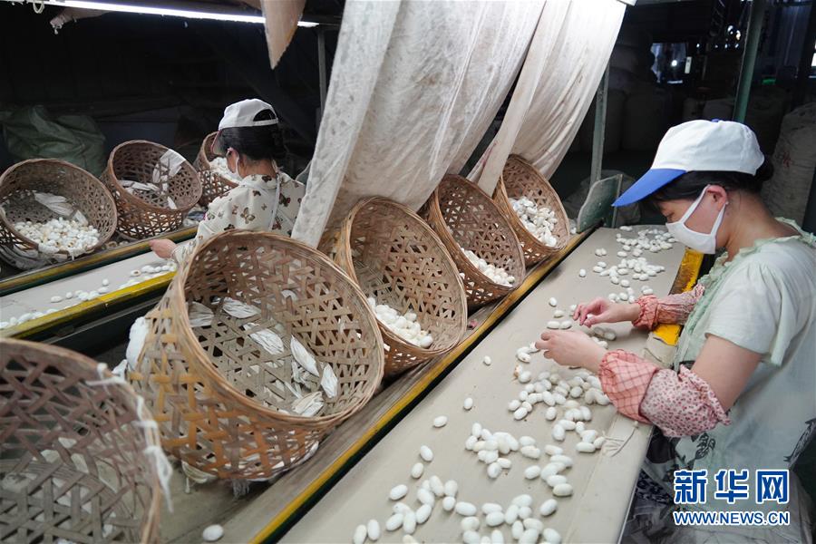 （走向我們的小康生活&middot;圖文互動）（1）綠了青山，紅了日子&mdash;&mdash;秦巴山區(qū)群眾繪出小康&ldquo;調(diào)色板&rdquo;