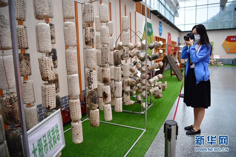 （走向我們的小康生活&middot;圖文互動）（6）綠了青山，紅了日子&mdash;&mdash;秦巴山區(qū)群眾繪出小康&ldquo;調(diào)色板&rdquo;