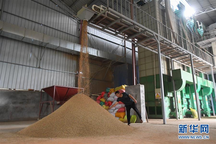 （新華視點&middot;聚焦餐桌外的浪費&middot;圖文互動）（1）農(nóng)戶儲糧損失達(dá)8%！設(shè)施普遍簡陋，蟲害霉變堪憂
