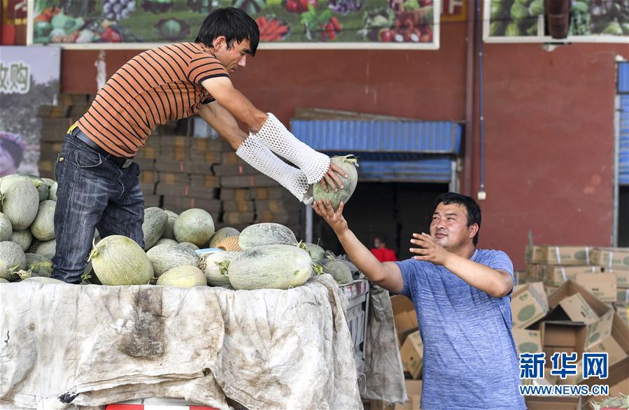 (決戰(zhàn)決勝脫貧攻堅·圖文互動)(2)“窮”鄉(xiāng)富戶的販瓜生意經