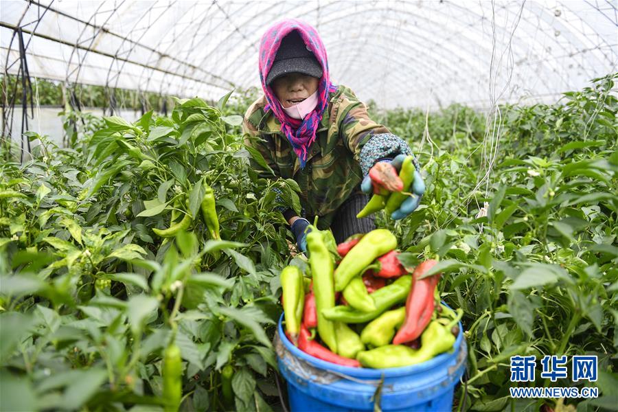 （新華全媒頭條&middot;走向我們的小康生活&middot;圖文互動）（10）黑土地上是我家&mdash;&mdash;在吉林，一瞥中國東北鄉(xiāng)村美麗未來