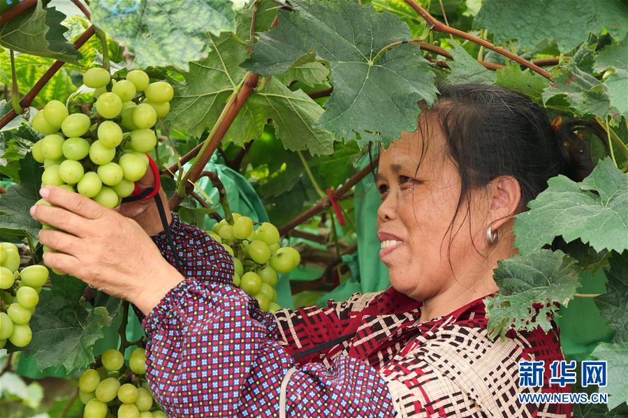 （決戰(zhàn)決勝脫貧攻堅(jiān)&middot;圖文互動(dòng)）（2）同飲一江水 攜手&ldquo;斬窮根&rdquo;&mdash;&mdash;深圳對(duì)口廣西河池、百色扶貧協(xié)作見(jiàn)聞