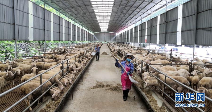 （決戰(zhàn)決勝脫貧攻堅(jiān)&middot;圖文互動(dòng)）（5）同飲一江水 攜手&ldquo;斬窮根&rdquo;&mdash;&mdash;深圳對(duì)口廣西河池、百色扶貧協(xié)作見(jiàn)聞