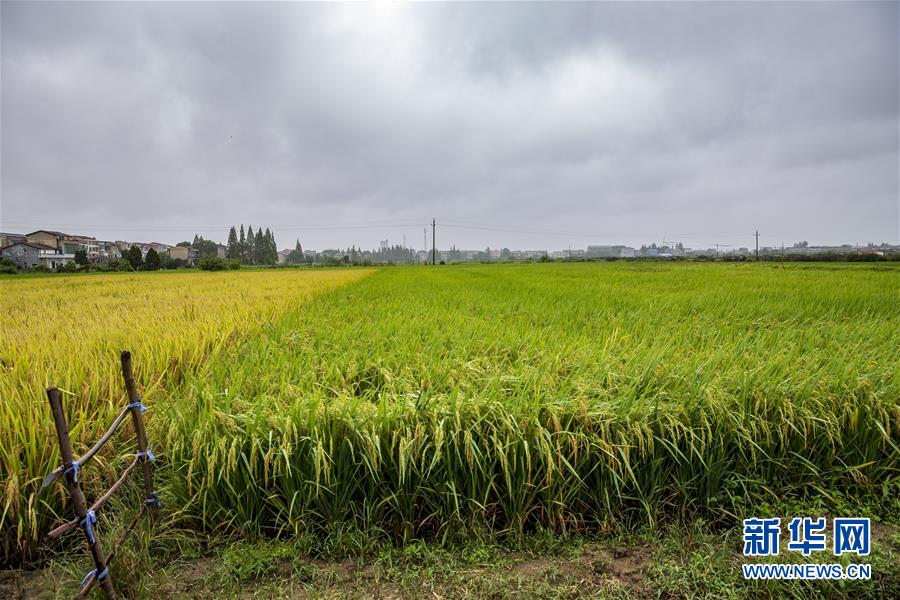 （中國(guó)農(nóng)民豐收節(jié)&middot;圖文互動(dòng)）（2）&ldquo;洞庭米王&rdquo;豐收心曲：粒粒辛苦方有&ldquo;一粥一飯&rdquo;