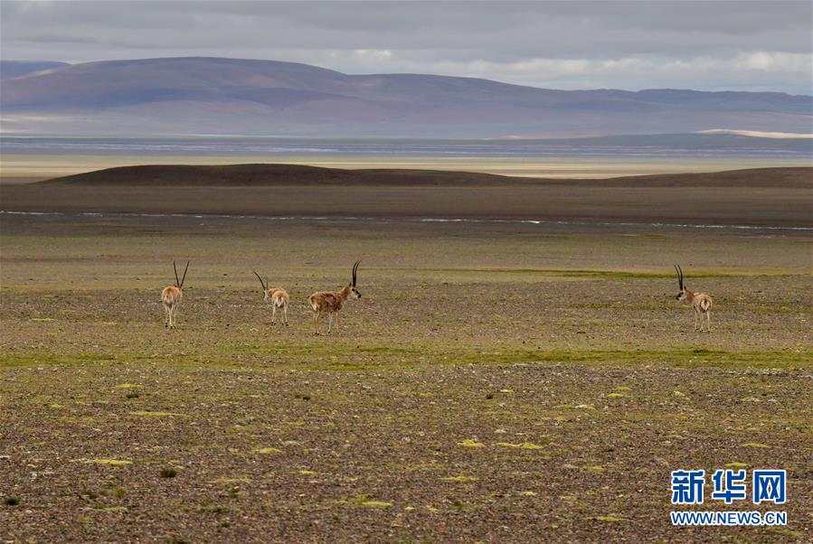 （新華全媒頭條&middot;走向我們的小康生活&middot;決戰(zhàn)決勝脫貧攻堅(jiān)&middot;圖文互動(dòng)）（4）兩次遷徙&ldquo;搬窮&rdquo;記&mdash;&mdash;海拔最高縣雙湖的&ldquo;戰(zhàn)貧故事&rdquo;