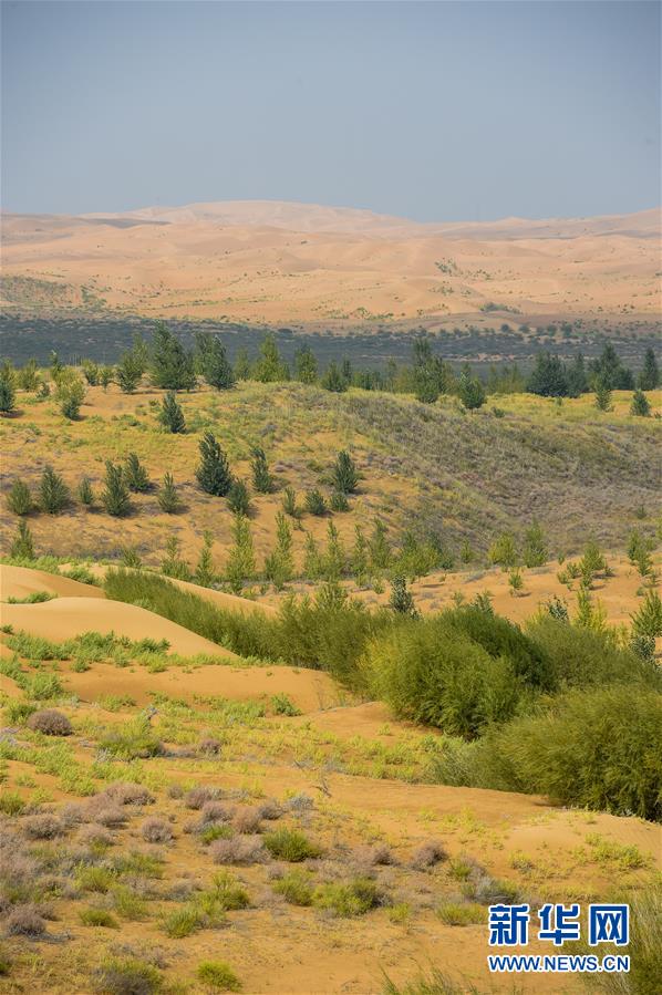 （在習近平新時代中國特色社會主義思想指引下&mdash;&mdash;新時代新作為新篇章&middot;習近平總書記關(guān)切事&middot;圖文互動）（6）綠意，在黃沙中鋪展&mdash;&mdash;我國防沙治沙紀實