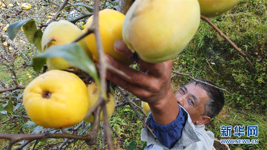 （熱點(diǎn)鮮報(bào)&middot;圖文互動）（2）善洲精神永相傳：留下一片綠洲 造福家鄉(xiāng)百姓