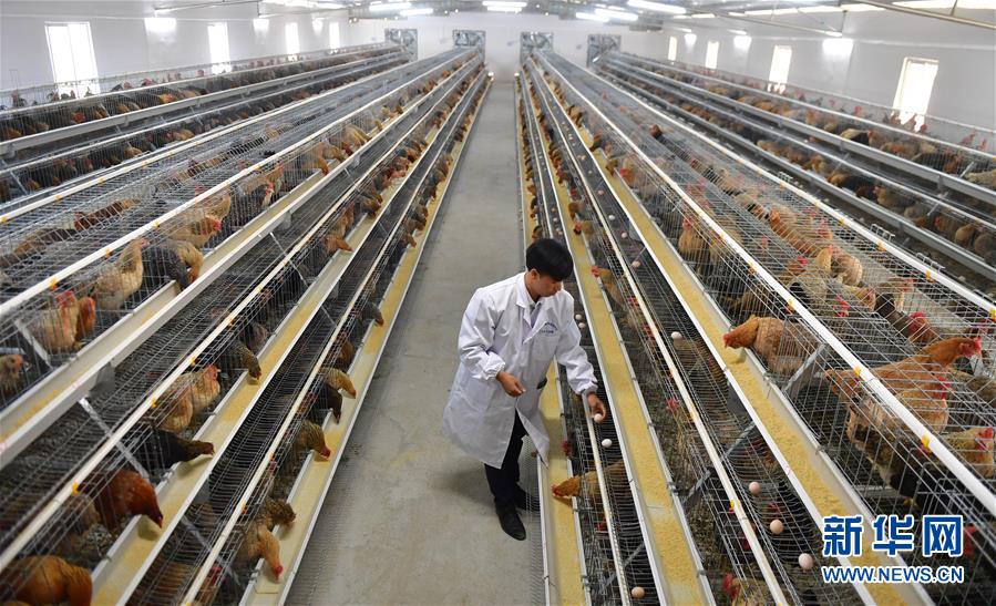 （新華全媒頭條&middot;圖文互動）（10）決戰(zhàn)千山萬弄間&mdash;&mdash;廣西&ldquo;極貧角落&rdquo;最后攻堅記