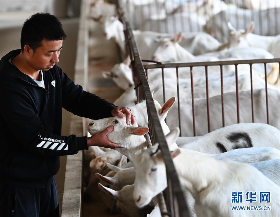 （五中全會(huì)精神在基層&middot;圖文互動(dòng)）（1）大學(xué)生&ldquo;羊倌&rdquo;成了致富&ldquo;領(lǐng)頭羊&rdquo;