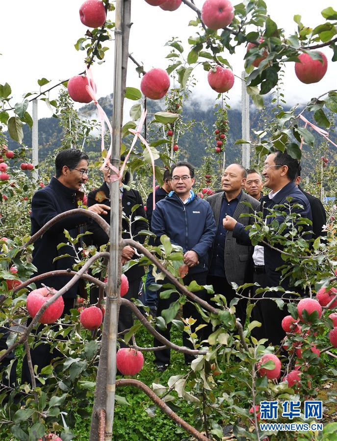 （新華全媒頭條&middot;圖文互動(dòng)）（8）愿做高原一粒種 化作金穗撒人間&mdash;&mdash;追記我國(guó)青稞研究專家尼瑪扎西