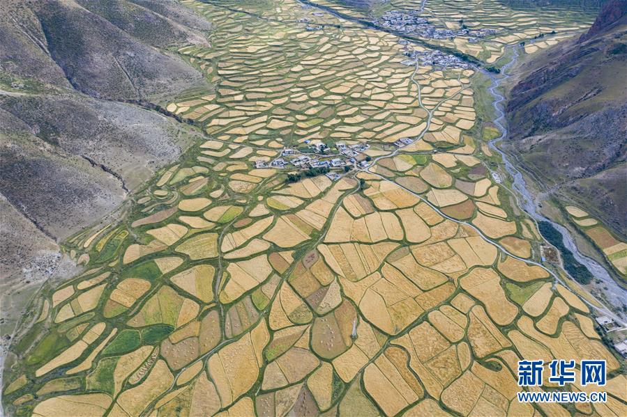 （新華全媒頭條&middot;圖文互動(dòng)）（9）愿做高原一粒種 化作金穗撒人間&mdash;&mdash;追記我國(guó)青稞研究專家尼瑪扎西