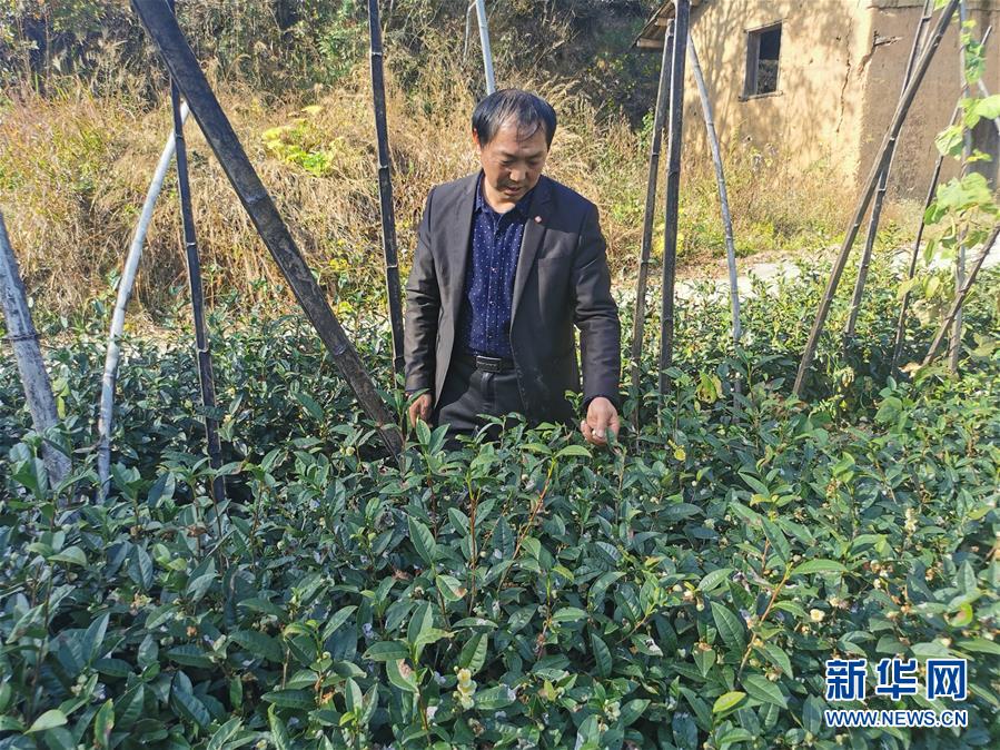 （決戰(zhàn)決勝脫貧攻堅(jiān)&middot;圖文互動(dòng)）（2）咬定&ldquo;茶&rdquo;山不放松&mdash;&mdash;安徽大別山區(qū)石佛村依靠茶產(chǎn)業(yè)脫貧致富見(jiàn)聞