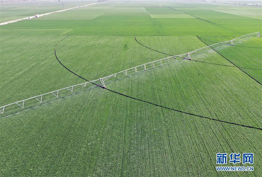 （在習(xí)近平新時(shí)代中國(guó)特色社會(huì)主義思想指引下&mdash;&mdash;新時(shí)代新作為新篇章&middot;習(xí)近平總書(shū)記關(guān)切事&middot;圖文互動(dòng)）（4）新農(nóng)事、新希望&mdash;&mdash;夏收前田間新動(dòng)態(tài)掃描