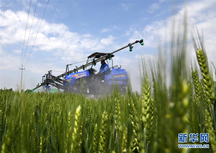 （在習(xí)近平新時(shí)代中國(guó)特色社會(huì)主義思想指引下&mdash;&mdash;新時(shí)代新作為新篇章&middot;習(xí)近平總書(shū)記關(guān)切事&middot;圖文互動(dòng)）（7）新農(nóng)事、新希望&mdash;&mdash;夏收前田間新動(dòng)態(tài)掃描