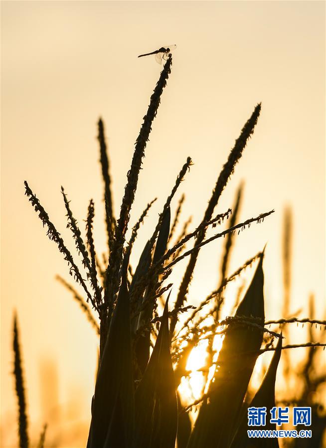 （在習(xí)近平新時代中國特色社會主義思想指引下&mdash;&mdash;新時代新作為新篇章&middot;習(xí)近平總書記關(guān)切事&middot;圖文互動）（9）讓百姓吃得飽還要吃得好&mdash;&mdash;夯實糧食安全基礎(chǔ)端牢中國飯碗