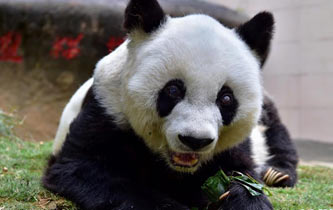 明星大熊貓&ldquo;巴斯&rdquo;離世