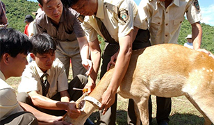 海南坡鹿:從瀕臨滅絕到海南名片