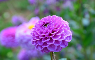 宛如童話世界！昆明撈魚河濕地公園8萬(wàn)株大麗花綻放